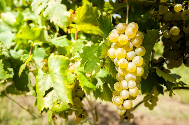 istock White grapes in the vineyard 874796932