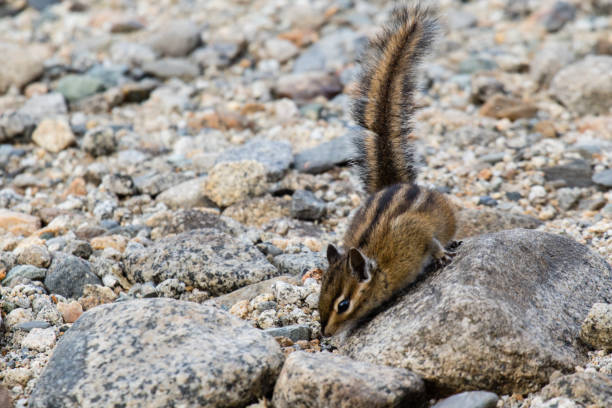Photo of A cute chipmunk on the rocks in the Rocky Mountains