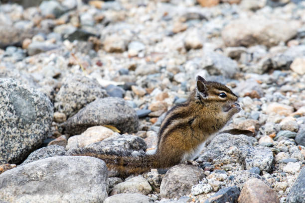 Photo of A cute chipmunk on the rocks in the Rocky Mountains