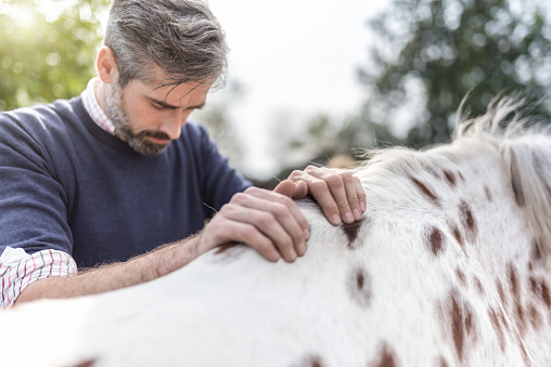 bearded veterinarian gripping at back of spotted horse on paddock