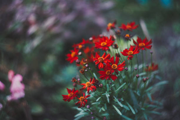 istock Beautiful garden flowers. 874800236