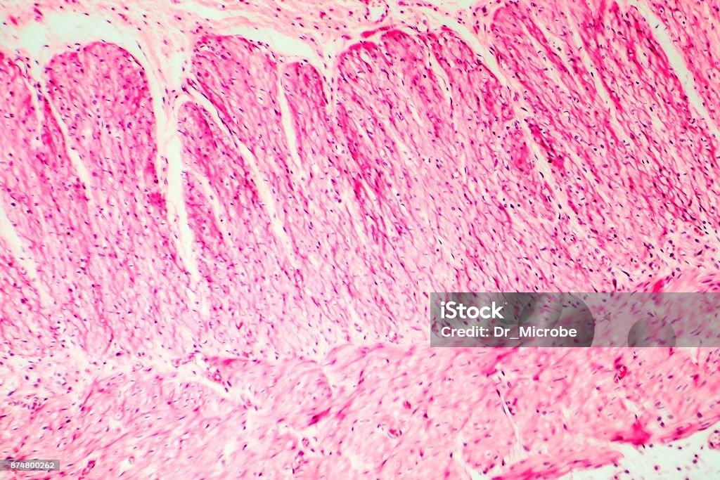 Humana del músculo liso - Foto de stock de Animal microscópico libre de derechos