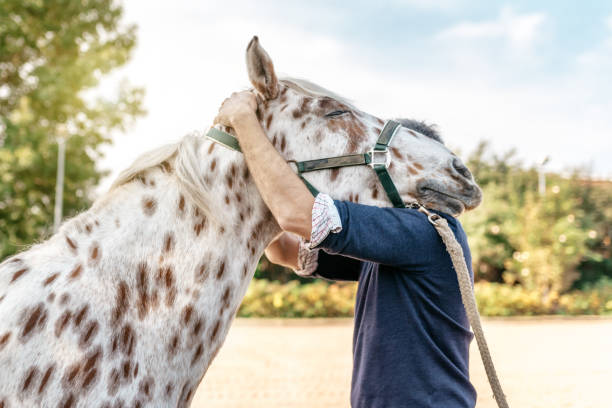 vétérinaire vérification tenue tête de cheval tacheté sur épaule - animal health photos et images de collection