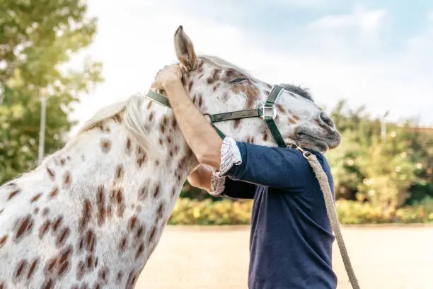 Photo of veterinarian checking holding head of spotted horse on shoulder