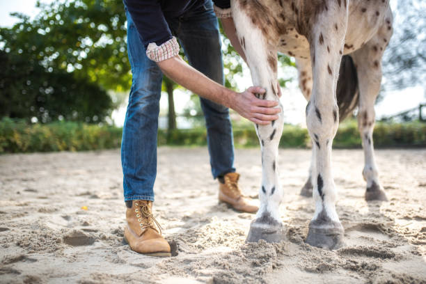 veterinarian checking knee of spotted horse veterinarian checking leg of spotted horse on paddock vet treating horse stock pictures, royalty-free photos & images