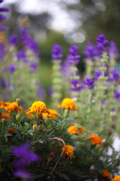 istock Beautiful garden flowers 874800600