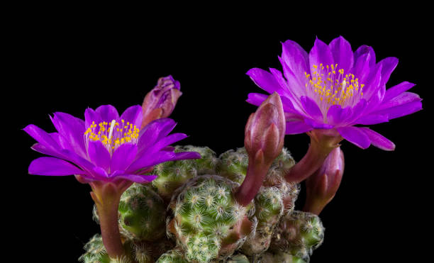 istock cactus in a pot Isolated on a black background 874800660