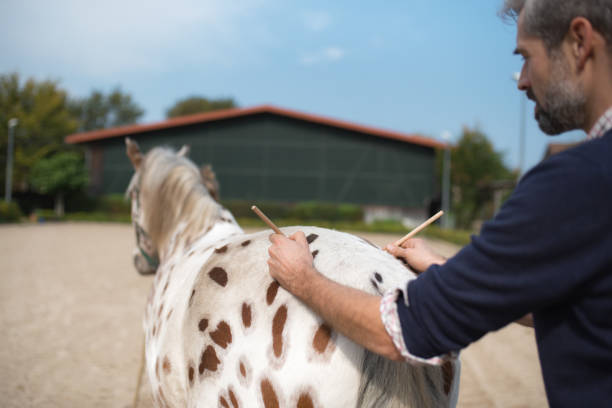 veterinarian makes acupuncture at spotted horse veterinarian makes acupuncture at spotted horse onpaddock vet treating horse stock pictures, royalty-free photos & images