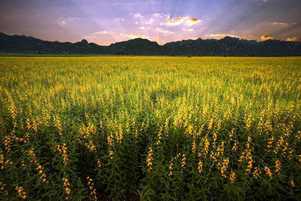 Sunn hemp field with mountain background