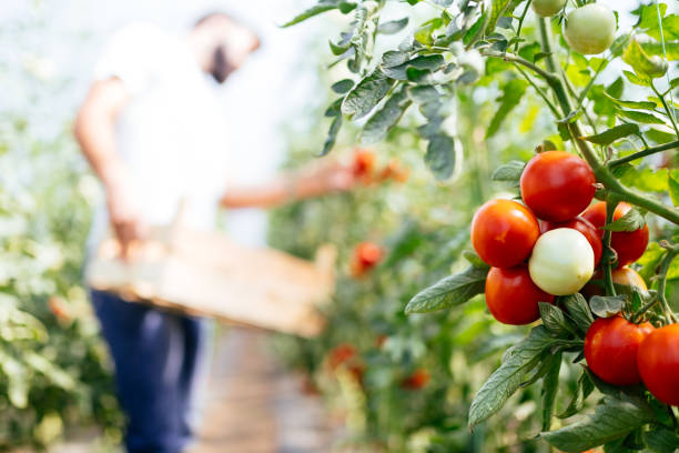 istock Male farmer picking fresh tomatoes from his hothouse garden 874804644