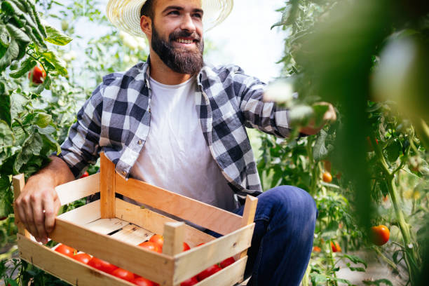 istock Male farmer picking fresh tomatoes from his hothouse garden 874806888