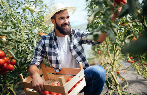 istock Male farmer picking fresh tomatoes from his hothouse garden 874809214