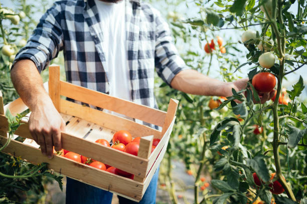istock Male farmer picking fresh tomatoes from his hothouse garden 874809290