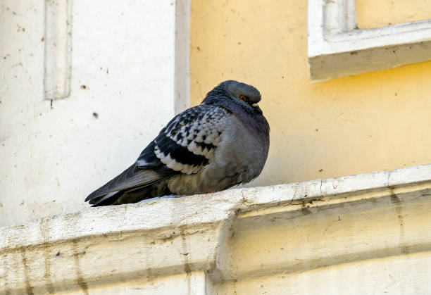 istock A pigeon in the urban environment on a building or wire 874810638