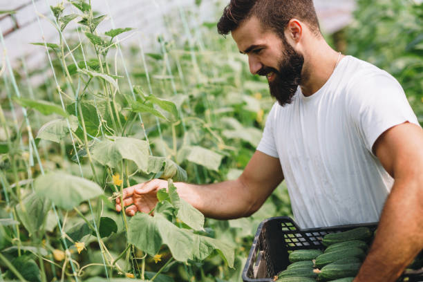 istock Male farmer picking fresh cucumbers from his hothouse garden 874814164