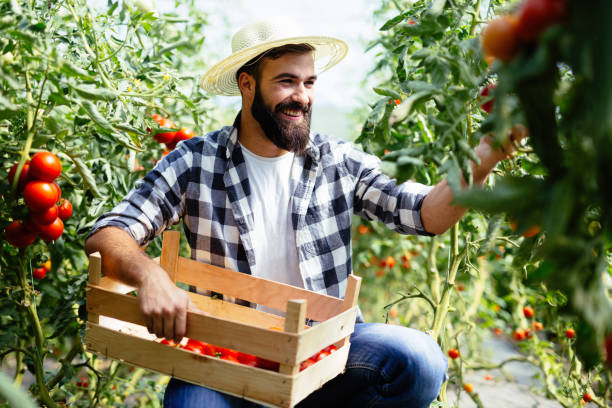 istock Male farmer picking fresh tomatoes from his hothouse garden 874814430