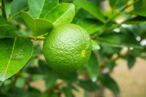 istock Fresh green lemon limes on tree in organic garden 874815436