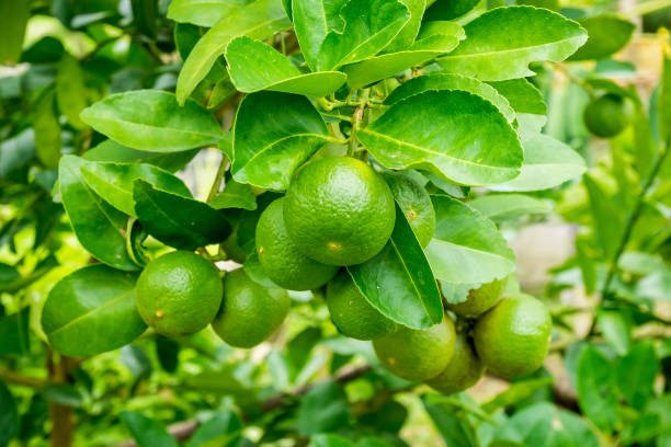 istock Fresh green lemon limes on tree in organic garden 874815462