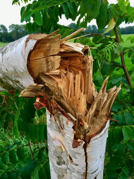 istock Damaged young birch tree after a heavy storm 874815668