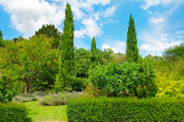 istock park,hedge, green meadow and blue sky 874818466