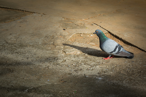 Beautiful pigeon on ground. It is feral pigeon