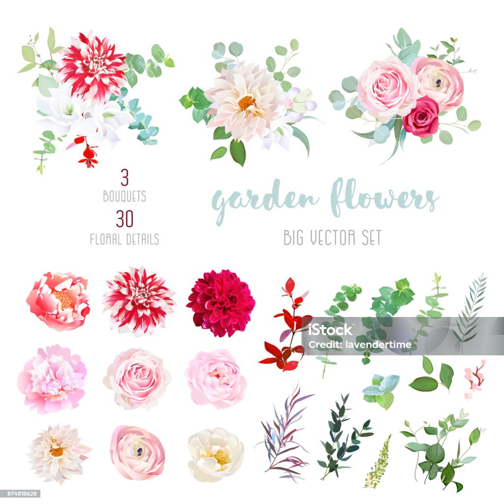 Striped, creamy and burgundy red dahlia, pink ranunculus, rose, Striped, creamy and burgundy red dahlia, pink ranunculus, rose, peony flowers and decorative plants - eucalyptus, agonis, parvifolia big vector collection. All elements are isolated and editable. Flower stock vector