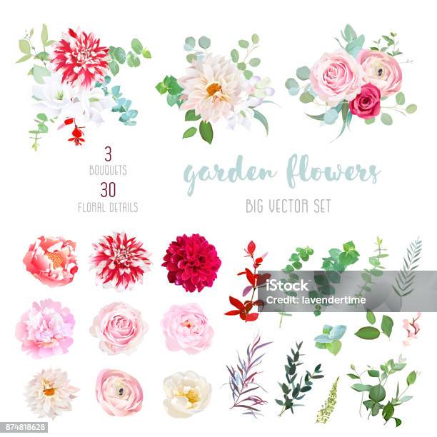 Striped Creamy And Burgundy Red Dahlia Pink Ranunculus Rose Stock Illustration - Download Image Now