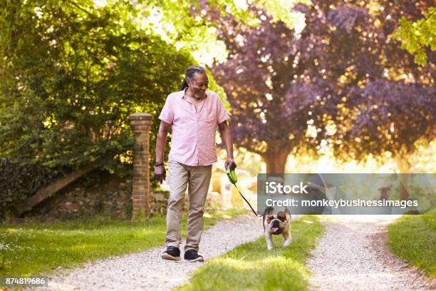 Senior Man Walking With Pet Bulldog In Countryside Stock Photo - Download Image Now - Walking, Men, Senior Adult