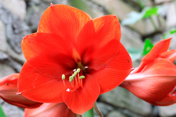 istock Blooming red amarilis and water drops after rain 874822584