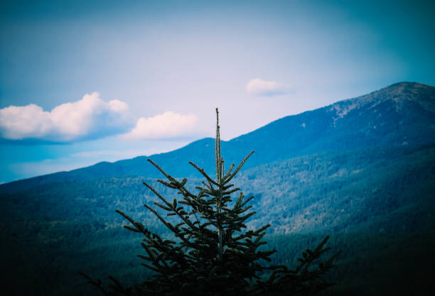 istock one green pine tree top on the blue sky background. 874823050