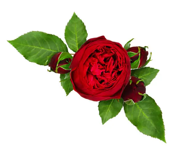 Red rose flowers and buds arrangement isolated on white background. Top view.