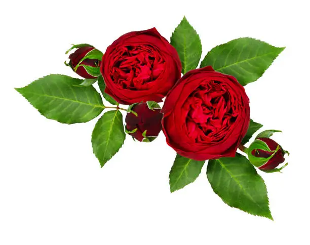 Red rose flowers and buds composition isolated on white background. Top view. Flat lay.