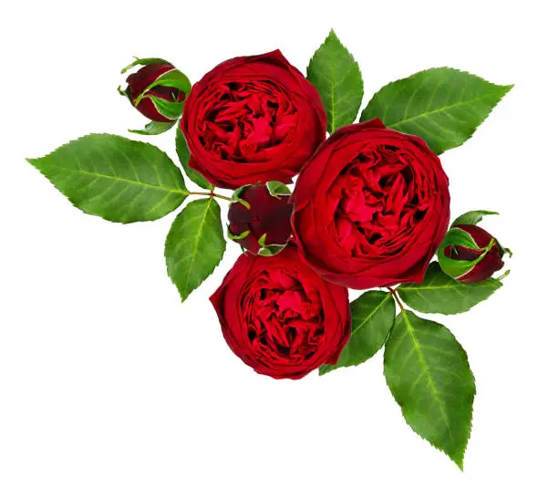 Red rose flowers and buds arrangement isolated on white background. Top view. Flat lay.