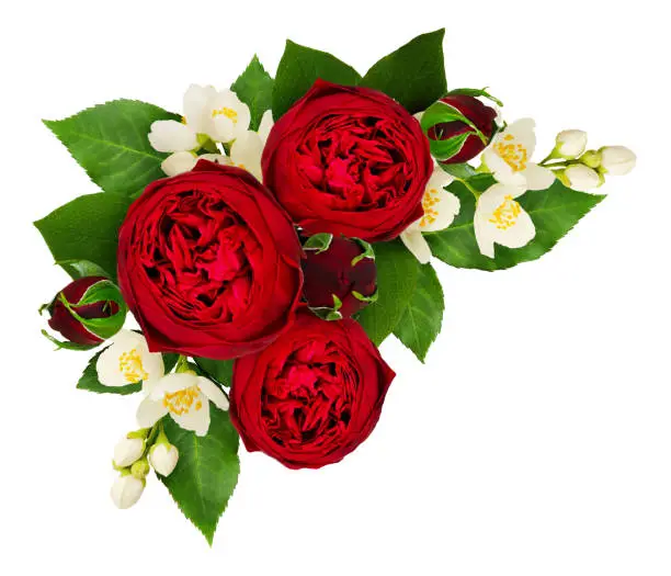 Red rose and philadelphus flowers composition isolated on white background. Top view. Flat lay.