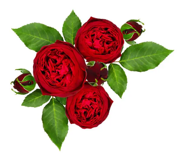 Red rose flowers and buds composition isolated on white background. Top view. Flat lay.