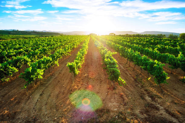 istock sunset spain catalunya vineyard flare green vine 874829072