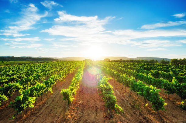 istock sunset spain catalunya vineyard flare green vine 874829080