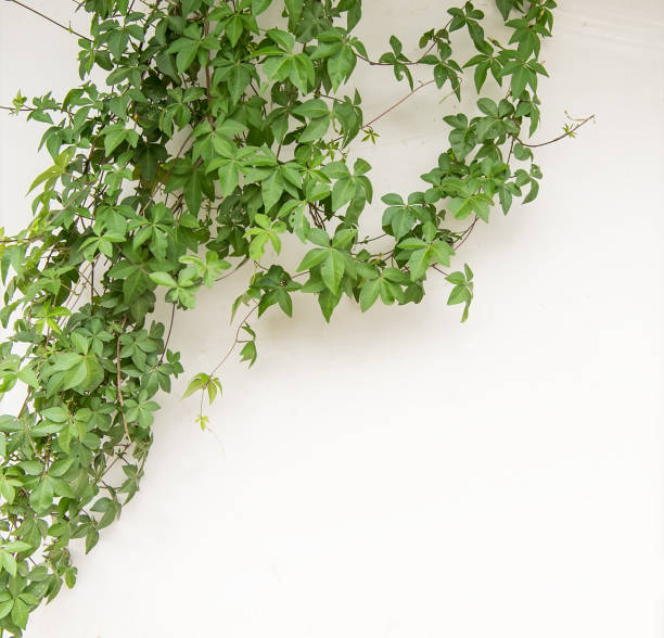 istock ivy leaves isolated on white 874829292