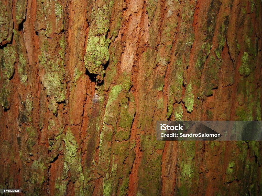 Bark Texture Example Image Botany Tree Bark Texture Stock Photo - Download Image Now - Backgrounds ...