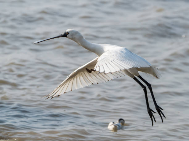 istock Black-faced Spoonbill in shenzhen China 874833244
