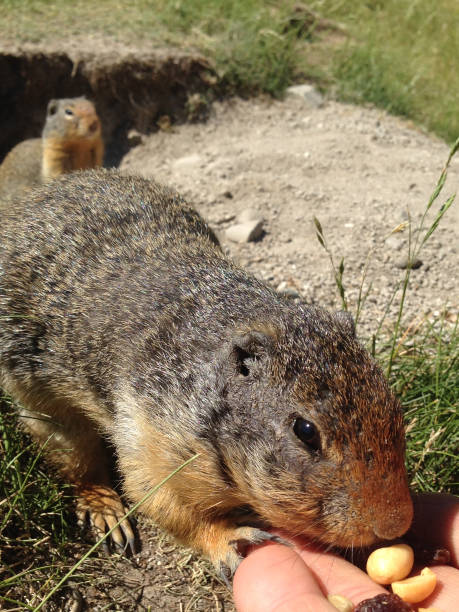 istock Columbian Ground Squirrel (Urocitellus columbianus) eating nuts and raisins from hand. 874837148