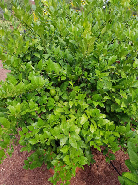 istock Lime, Mexican, citrus x aurantium, lemon; Citrus 874837210
