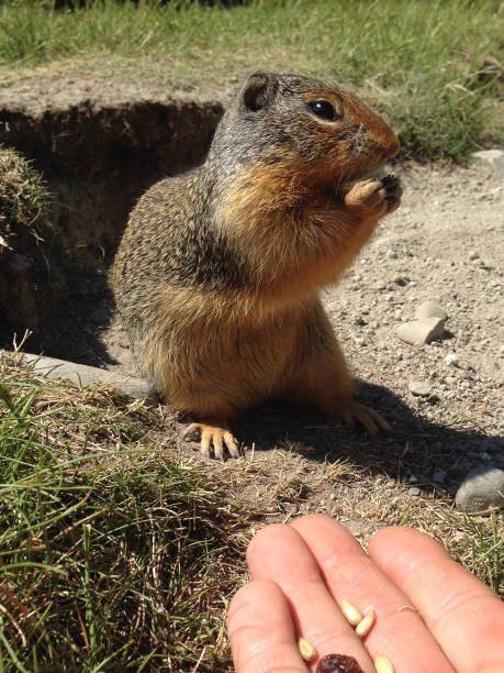 istock Columbian Ground Squirrel (Urocitellus columbianus) eating nuts and raisins from hand. 874837282