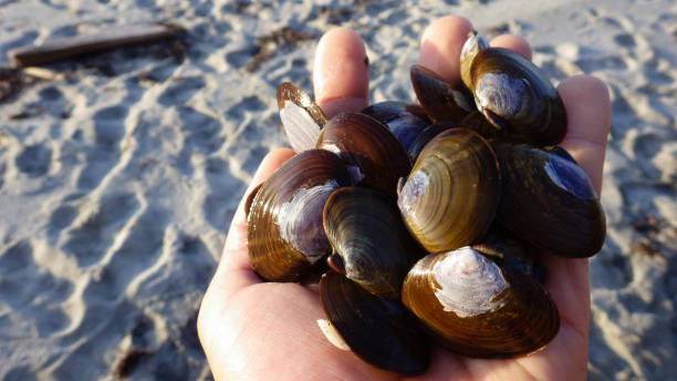istock Fresh manila clams in hand in the beach 874840122