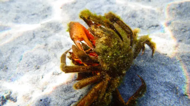 Photo of Pair of northern kelp crab, spider crab, shield back crab ( Pugettia producta ) fighting under water.