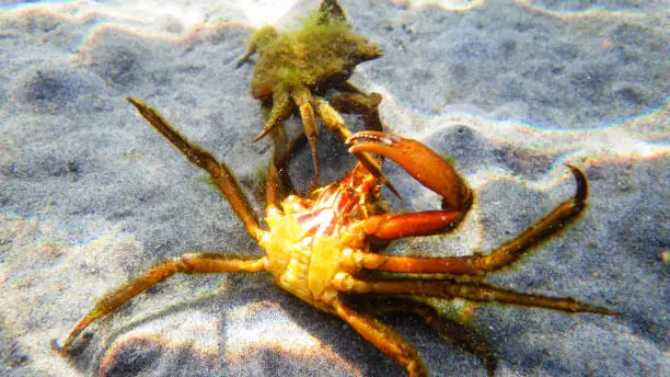 Photo of Pair of northern kelp crab, spider crab, shield back crab ( Pugettia producta ) fighting under water.