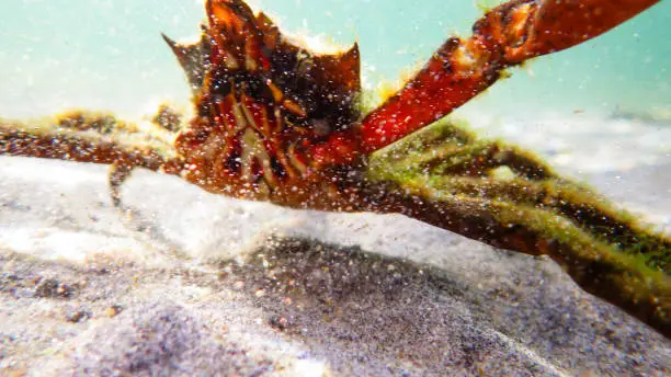 Photo of Northern kelp crab, spider crab, shield back crab ( Pugettia producta ) attacking camera.