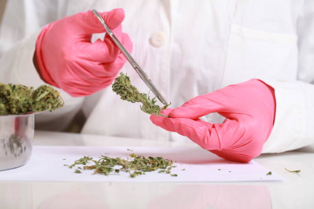 istock hands in gloves with scissors cut cannabis 874840304