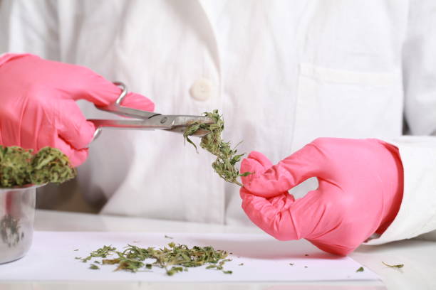 istock hands in gloves with scissors cut cannabis 874840456