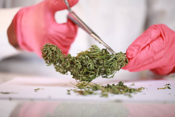 istock hands in gloves with scissors cut cannabis 874840746